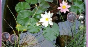 garden pond