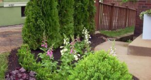 landscaping around patio