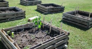 pallet raised garden bed