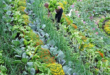 landscaping vegetable garden