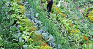 landscaping vegetable garden