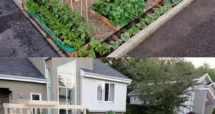 landscaping vegetable garden