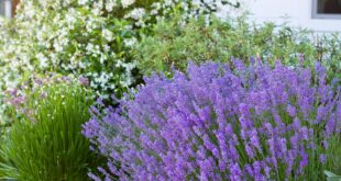 xeriscape front yard