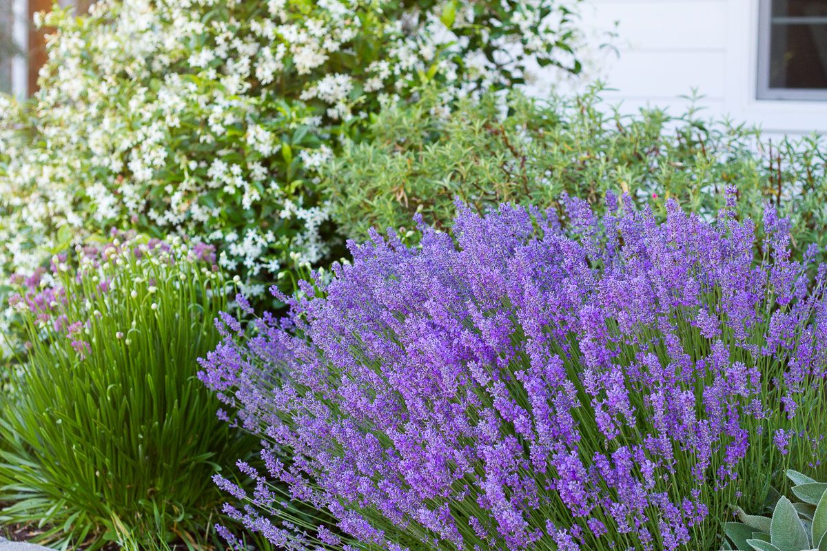 Creating a Beautiful, Water-Efficient Front Yard with Xeriscape Landscaping