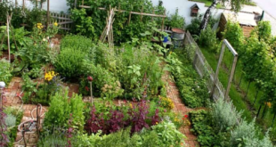 landscaping vegetable garden