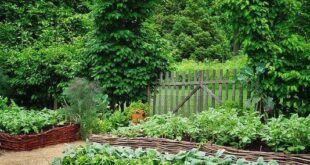 vegetable garden design layout