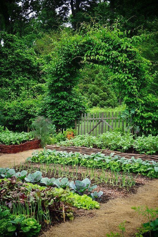 vegetable garden design layout