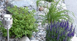 xeriscape front yard