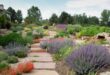 landscaping xeriscape