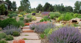 landscaping xeriscape