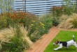 dog friendly backyard landscaping