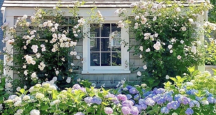 cottage landscaping