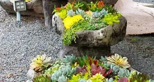 small garden rockery