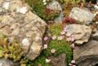 small garden rockery