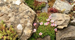 small garden rockery