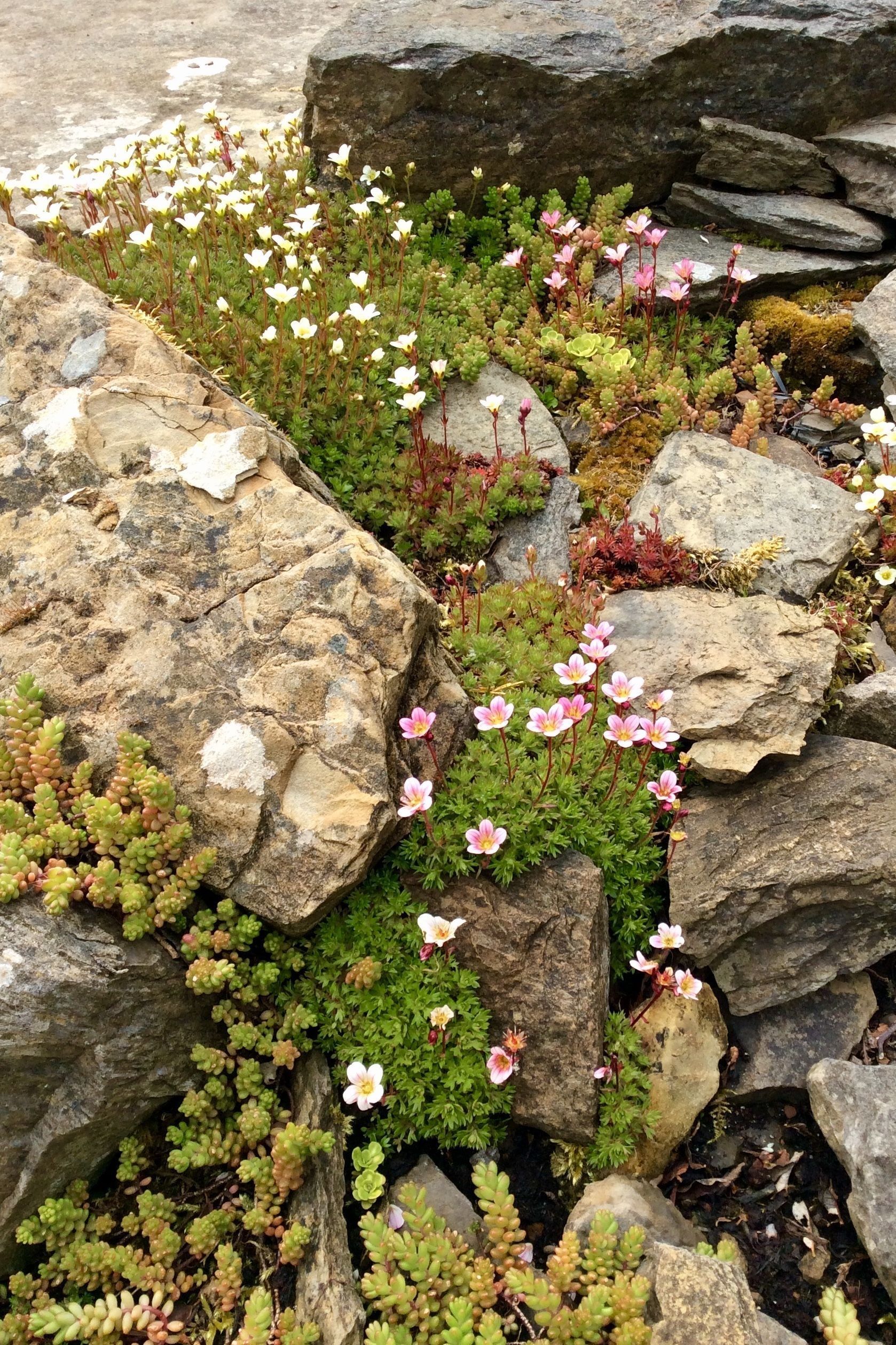 Creating a Charming Rockery Garden in a Compact Space