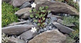 small garden rockery