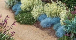 landscaping xeriscape