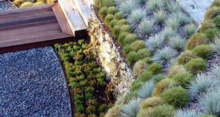 landscaping xeriscape