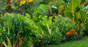 edible landscaping