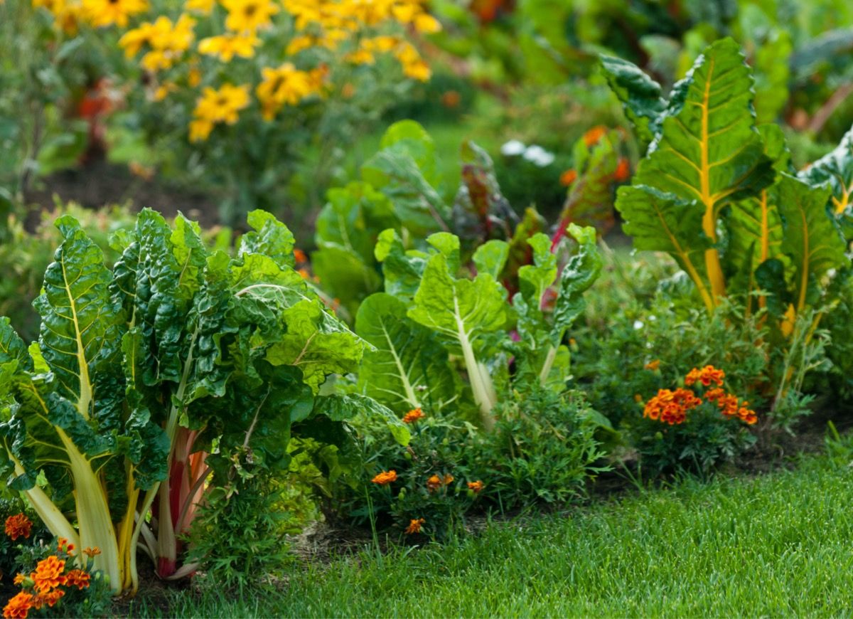 Creating a Garden Paradise with Edible Plants