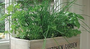 kitchen herb garden planter