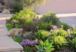 xeriscape front yard