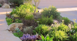 xeriscape front yard