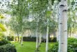 garden design trees