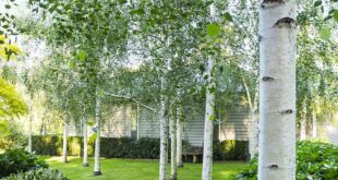 garden design trees