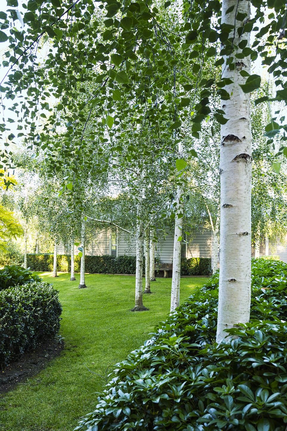 Creating a Lush and Beautiful Garden with Thoughtful Tree Selection