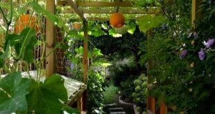 landscaping vegetable garden