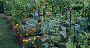 landscaping vegetable garden