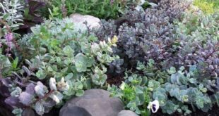 small garden rockery