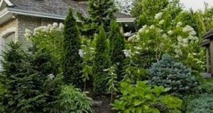 front yard privacy landscaping