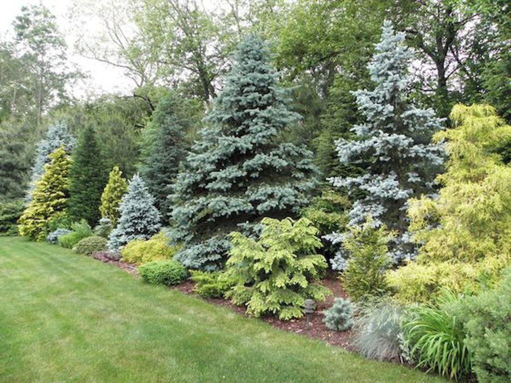 front yard privacy landscaping