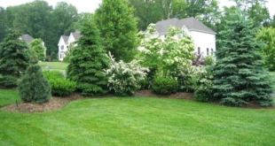 front yard privacy landscaping