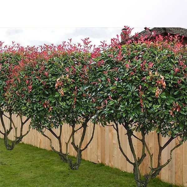 front yard privacy landscaping