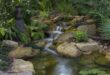 backyard pond