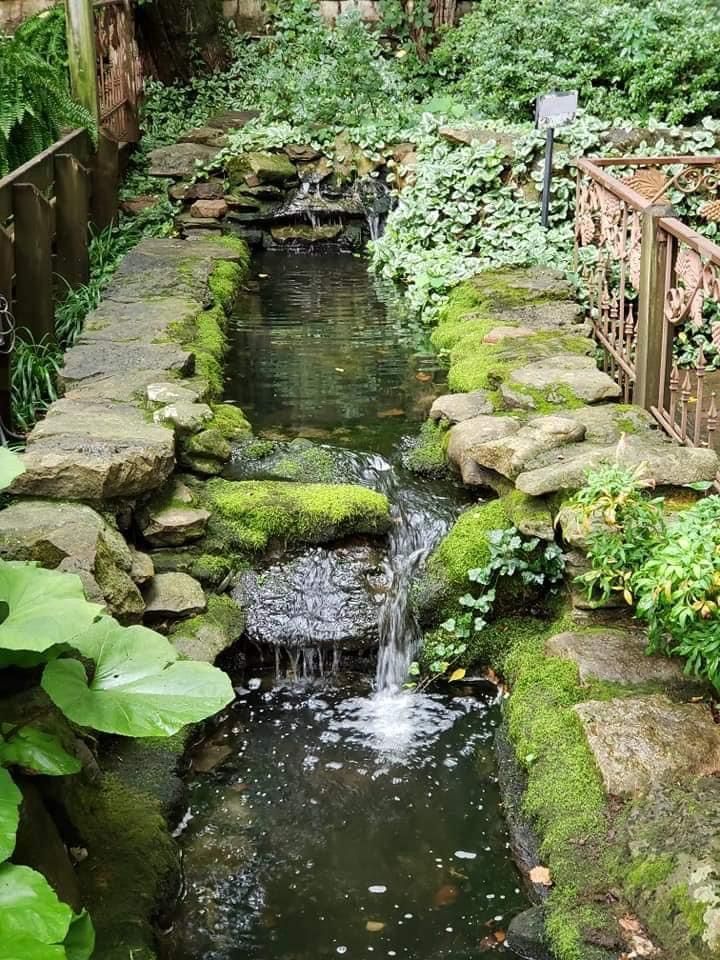 Creating a Serene Oasis: The Beauty of Water Gardens