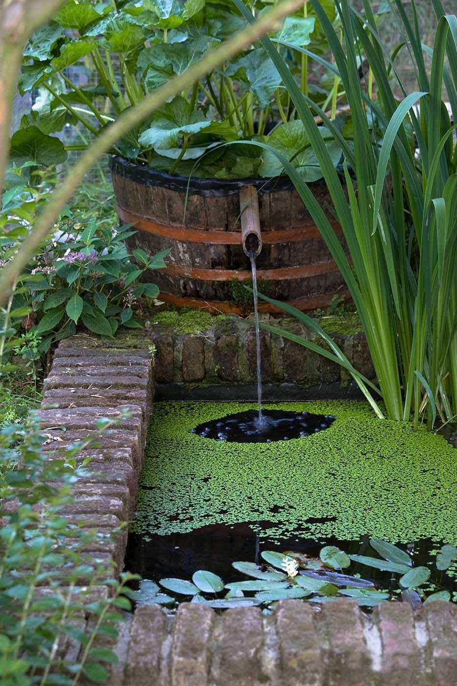 Creating a Serene Oasis: Tips for Designing a Beautiful Water Garden