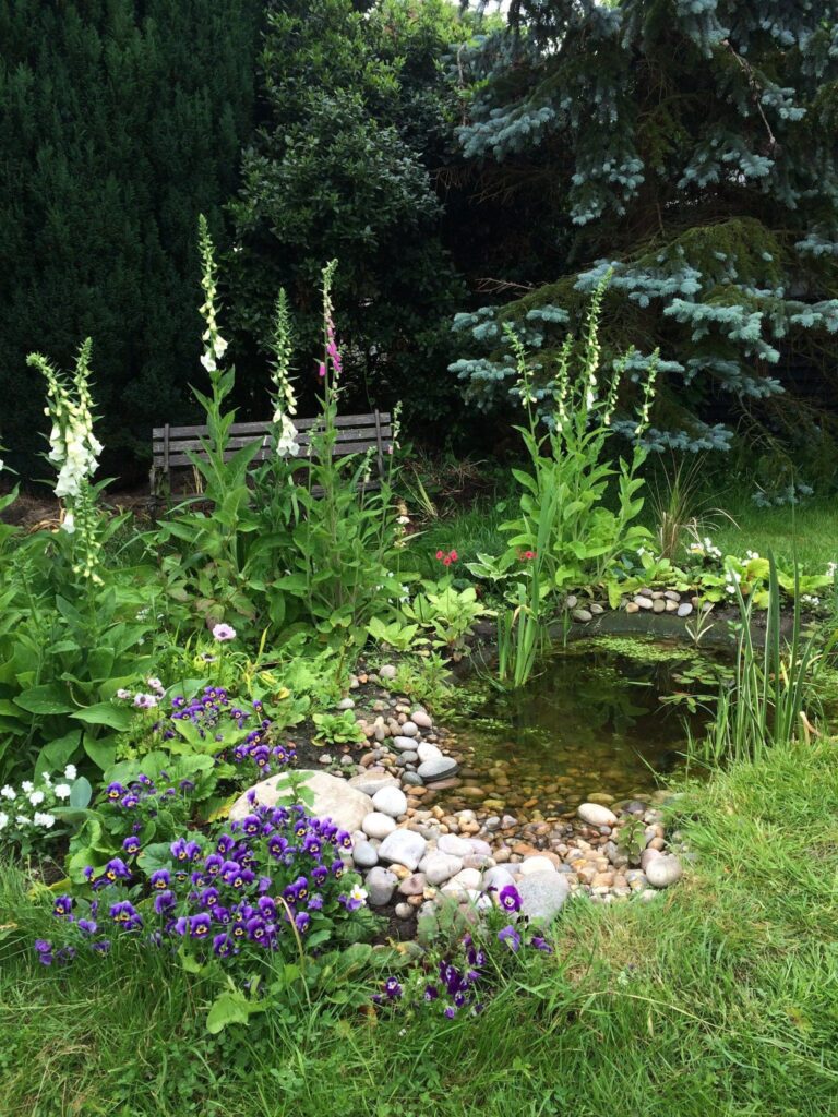 backyard pond