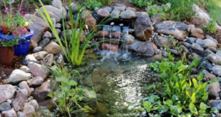 backyard pond