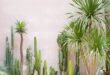 desert landscaping front yard