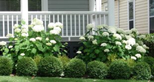 landscaping in front of porch