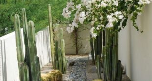 desert landscaping front yard