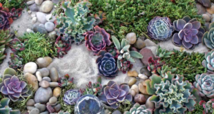 rock garden landscaping