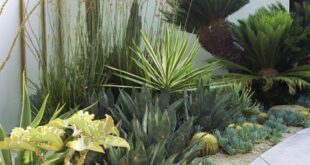 landscaping xeriscape