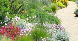 xeriscape front yard