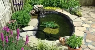 backyard pond